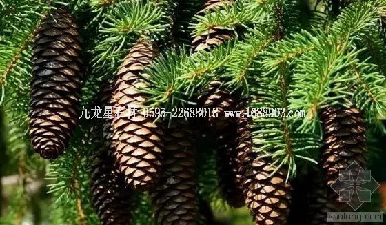 盤點(diǎn)仿生界的五大景觀奇跡